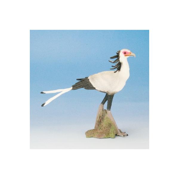 COLLECTA tBMA  ҋ wrNCV