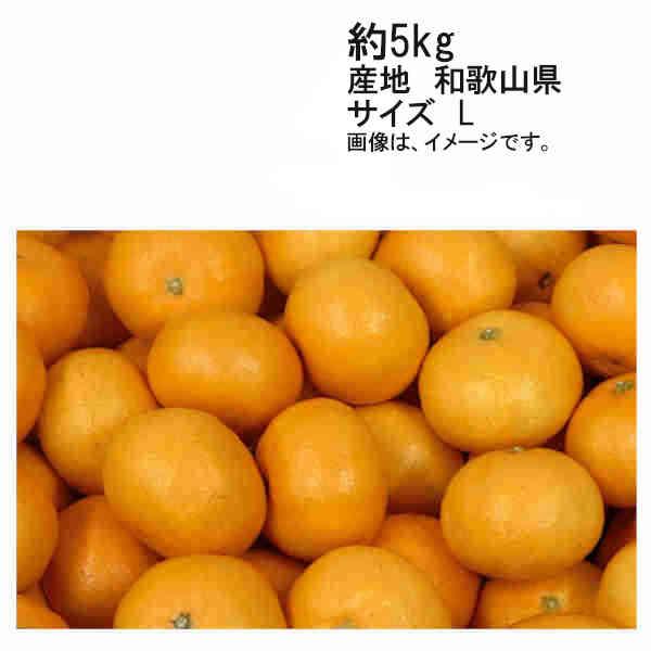 送料無料 予約 10月下旬-11月上旬以降出荷 着日指定不可 有田 田村みかん 和歌山県 約5kg サイズ お任せ :st003-019:ショップダイヘイYahoo!店 - 通販 - Yahoo!ショッピング 送料無料 予約 10月下旬-11月上旬以降出荷 着日指定不可 有田 田村みかん 和歌山県 約5kg サイズ お任せ :st003-019:ショップダイヘイYahoo!店 - 通販 - Yahoo!ショッピング