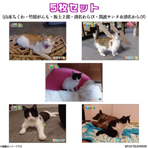 坂上どうぶつ王国 ディレクターセレクト ポストカード5枚セット（山本ちくわ・竹原がんも・坂上２郎・清名わらび・筑波サンタ＆清名わらび）