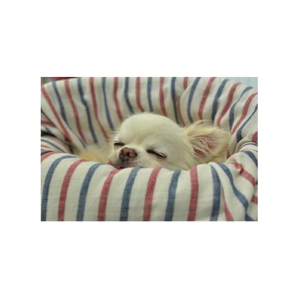 Landy Larick Designs Mogg Bed pJo[@Garze Cover L