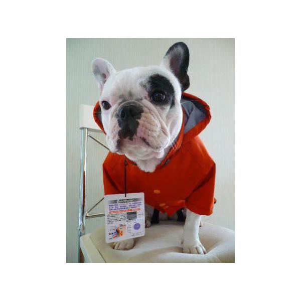 seven seas dog CR[g u[ TCY7