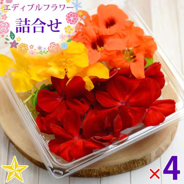 花 ゼラニウム 生花の人気商品 通販 価格比較 価格 Com