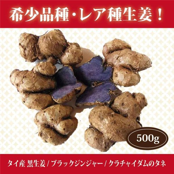 タイ産 黒生姜/ブラックジンジャー/クラチャイダムのタネ お試し・プランター栽培用 500g