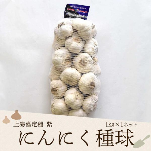 上海嘉定種紫 にんにく種球 1kg×1ネット 中国産 : 生姜工房 - 通販
