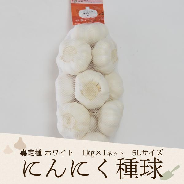 白ニンニク中国製1kg約 2025年度産 嘉定種ホワイトにんにく種球（5L） 1kg×1ネット 中国産（特