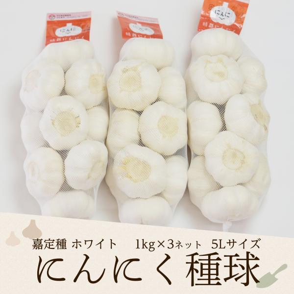 予約商品]2025年度産 嘉定種ホワイトにんにく種球（5L） 1kg×3ネット