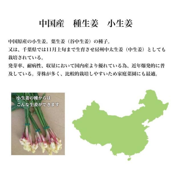 極少量入荷 種生姜 中国産小生姜10kg 生姜種たね生姜生姜の種生姜栽培ショウガしょうが栽培 Buyee 日本代购平台 产品购物网站大全 Buyee一站式代购