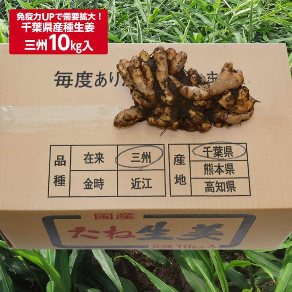 Karl様専用 突き進ん 千葉県産 三州生姜 種生姜 20kg 小生姜 Karl様専用 突き進ん 千葉県産 三州生姜 種生姜 20kg 小生姜