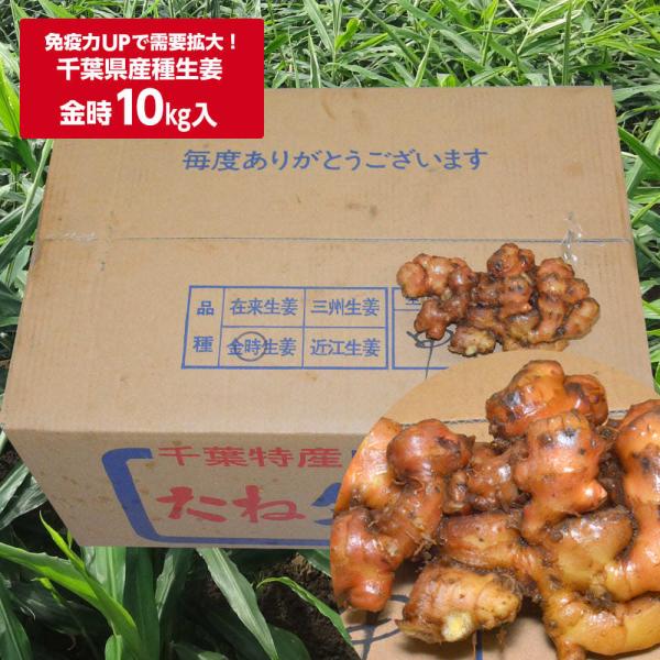 種 生姜 10の人気商品・通販・価格比較 - 価格.com 種 生姜 10の人気商品・通販・価格比較 - 価格.com