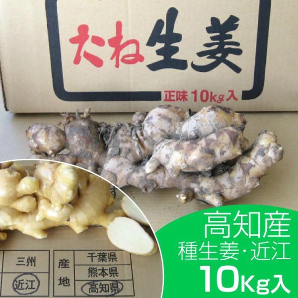 種生姜 高知県産近江生姜（白）10kg