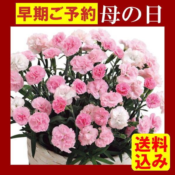 母の日 21 ギフト ほんのり香る 甘い香りの カーネーション鉢植え バンビーノ 5号鉢 送料無料 お届け期間5月4日 9日 フラワー 花 Ss ギフトショップ 正直堂 通販 Yahoo ショッピング