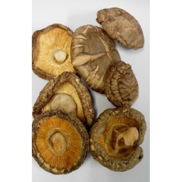 @ؐM(N-50) őijʌTcm UP@50i6`7jAȂ̂ŁAg֗