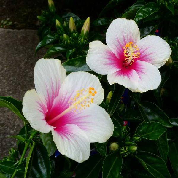 ハイビスカス様 かぎけん花図鑑 9月22日の誕生花 ハイビスカス | Flower Database