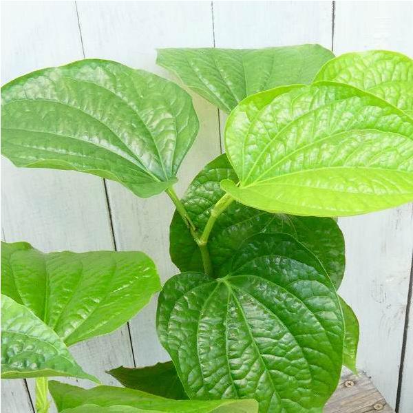 チャプルー ハイゴショウ 這胡椒 苗 4号ポット ハーブ コショウ風味の ...