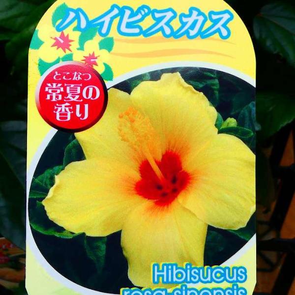 ハイビスカス トロピカルオレンジ 5号 鉢植え 苗 熱帯花木 夏の花 2714 お花処 昌山園 通販 Yahoo ショッピング