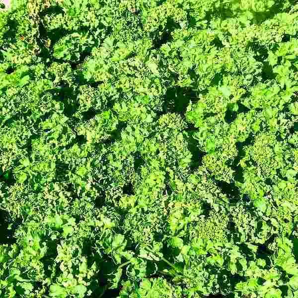 青々と育ったパセリの苗です。育てておくと少量づつ使えますので便利だと思います。プランターなどに植え替えて頂くと次々と新しい葉が出てきます。寒さに強いので冬でも屋外でＯＫです。 ポットの直径は10.5cm（3.5号）です。 2