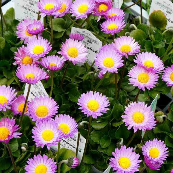 デージー 苗 ラベンダードリーム そら 青花 3.5号 260313 : お花処 昌