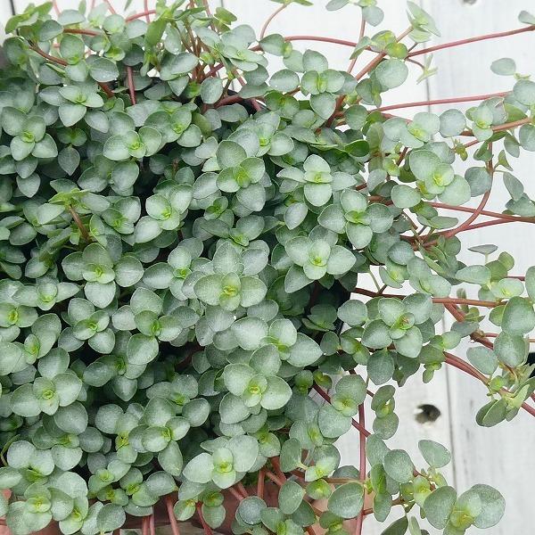 ピレア グラウカ 3 5号 観葉植物 シルバーリーフ 苗 インテリア 2412 お花処 昌山園 通販 Yahoo ショッピング
