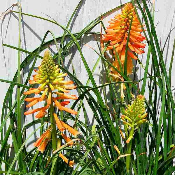 1値段は３ページ目から記載中トリトマ 苗 トーチリリー掘り起こし苗 確認用 トリトマ 苗 5号 クニフォフィア 240706 : お花処 昌山園 - 通販