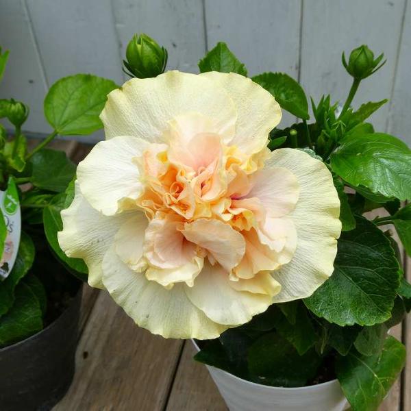 ハイビスカス NEWロングライフ アドニスダブルホワイト 5号 白花