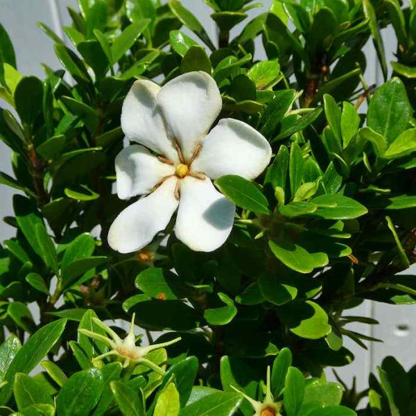 クチナシ 苗 リトルプリンセス 5号 一重 実なり 矮性 白い花 常緑低木