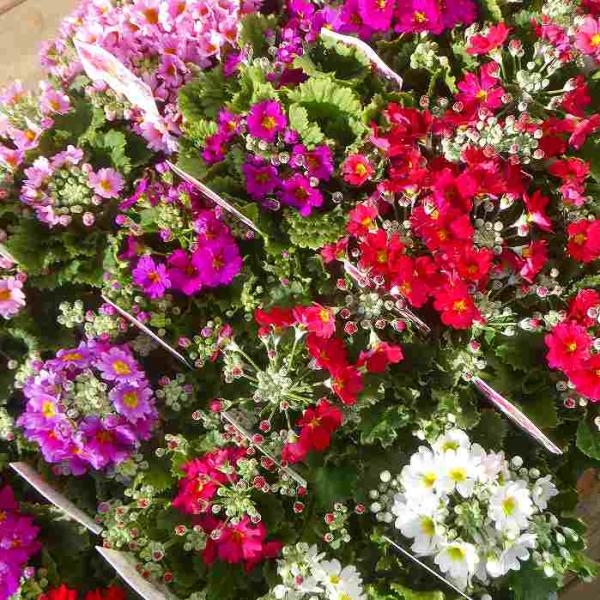 手のひらサイズのかわいらしいマイクロミニ仕立ての西洋桜草『キューティー』の苗1ポットです。花色は4色ミックスで入荷しております。花色はお任せとさせてください。寒さには強いのですが、強い霜に当たると花が傷む事があります。寒さに慣れるとつぼみが...