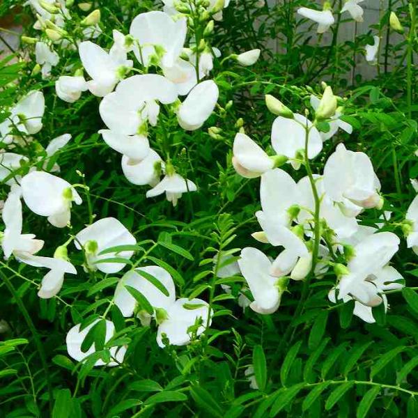 白花 shouzanen_10000411