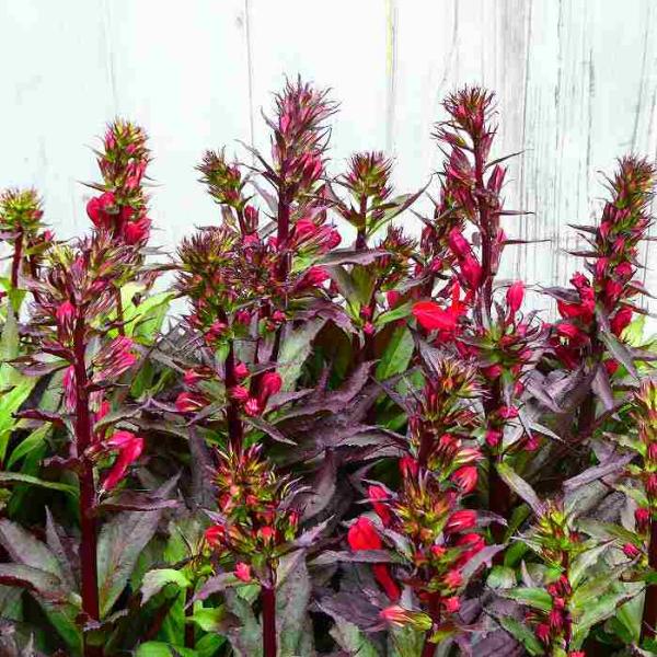 サワキキョウ　4鉢 キキョウ 4.5寸鉢 | 鉢花・花苗 | 橋本種苗園オンラインストア