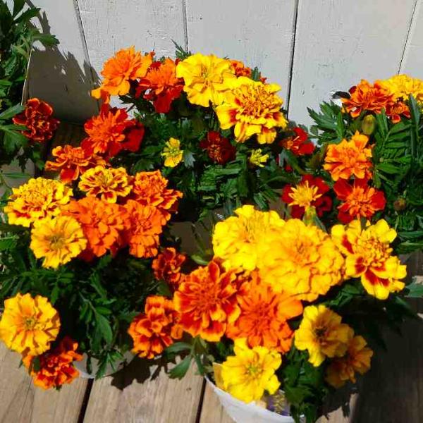 マリーゴールド様 Amazon | マリーゴールド アフリカン種 ホワイトゴールドマックス 矮性