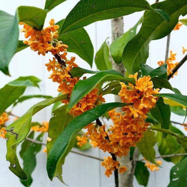 秋に甘い香りの花を咲かせる『金木犀』の苗木です。オレンジの小花が株全体に咲きます。非常に丈夫な常緑樹で大きく育ちますので地植えする場合は植える場所を良く検討してください。鉢植えでしたら大きさを抑えて育てられます。 ポットの直径は15cm（5...