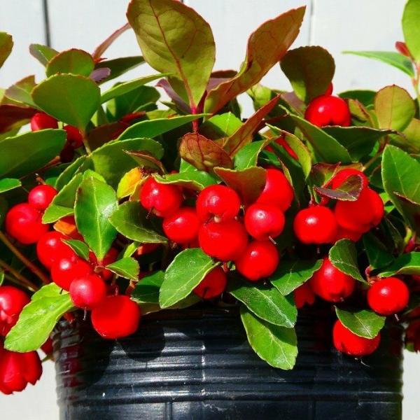 ゴールテリア プロクンベンス チェッカーベリー 大実種 3 5号 充実株 赤実 苗 常緑 クリスマス 9 29 お花処 昌山園 通販 Yahoo ショッピング