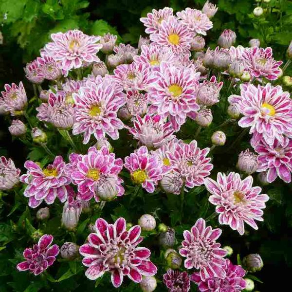 来年用》 菊 苗 スプレーマム セザンヌ 3.5号 小菊 秋の花 ピンク