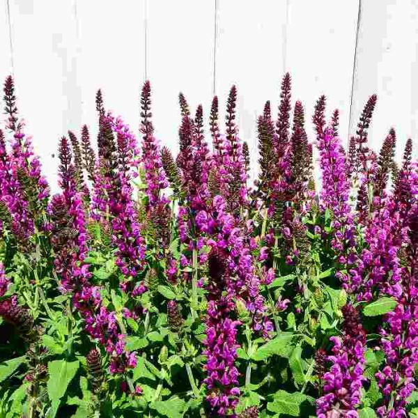 宿根サルビア エーペックス ピンク ネモローサ 3.5号 苗 ハーブ 宿根草