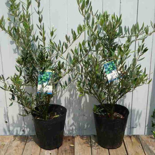 斑入りオリーブ苗　c fkjiyugaoka_olive6go