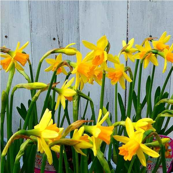 ミニ水仙 テ タテート 苗 4号ポット スイセン 山野草 黄色 ティタティタ 01 お花処 昌山園 通販 Yahoo ショッピング