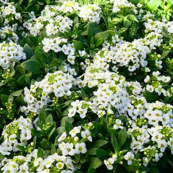 アリッサム 苗 白花 3.5号 香りの花 冬の花 春の花 耐寒性 花壇苗