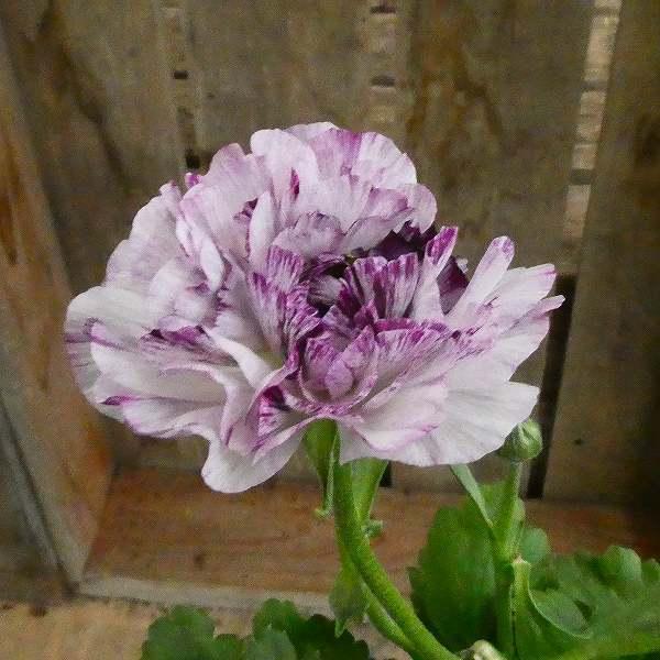 ラナンキュラス イカロス 現品7 パープル 4号ポット 苗 球根植物 花壇