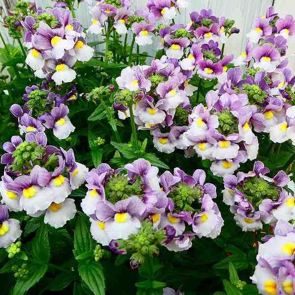 宿根ネメシア バイカラー 3号 花色お任せ パステルカラー ピンク ブルー 苗 小花 花壇苗 2324 お花処 昌山園 通販 Yahoo ショッピング