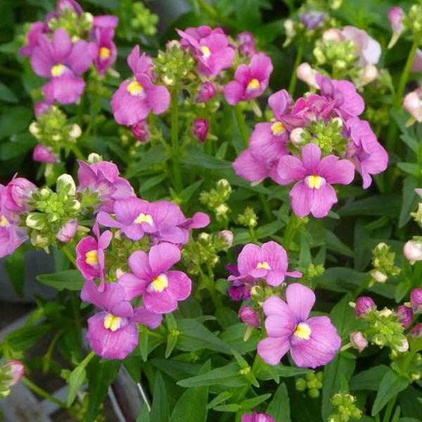 宿根ネメシア アレンジ ピンク系 苗 3 5号 小花 花壇苗 耐寒性強 1130 お花処 昌山園 通販 Yahoo ショッピング