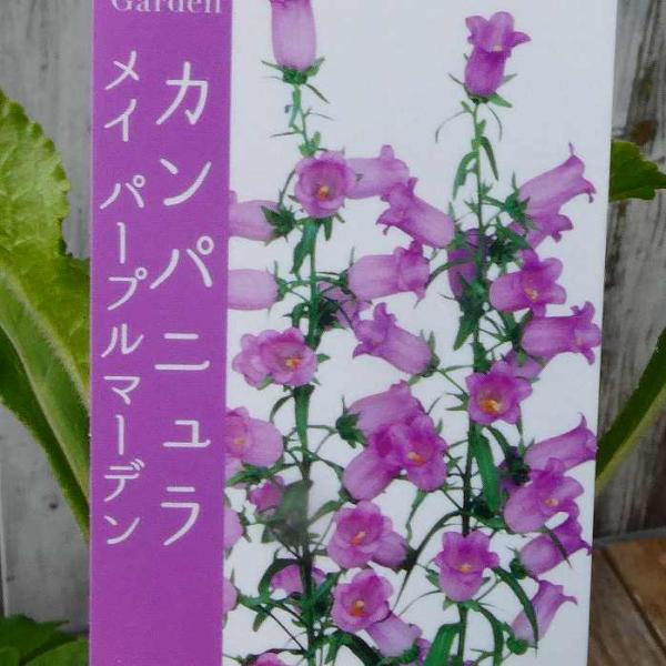 カンパニュラ 苗 メイ パープルマーデン 3.5号 つりがね草