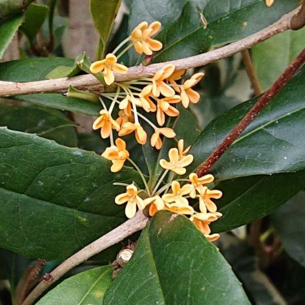 キンモクセイ 苗木 四季咲き 金木犀 5号鉢 秋の香りの木 淡オレンジ花