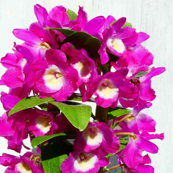 蘭 デンドロビューム 4号鉢 グレートウェイブ ラッキードラゴン 全高