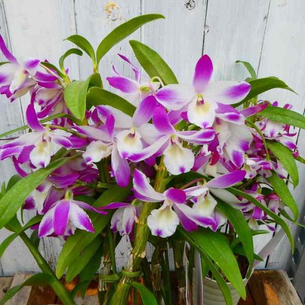 蘭 デンドロビューム 4号鉢 シースカイ 紅小町 全高45cm 鉢花