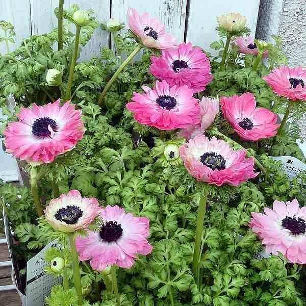 アネモネ アンアリス 八重咲き ピンク 花苗 花色お任せ 苗 3 5号 2323 お花処 昌山園 通販 Yahoo ショッピング