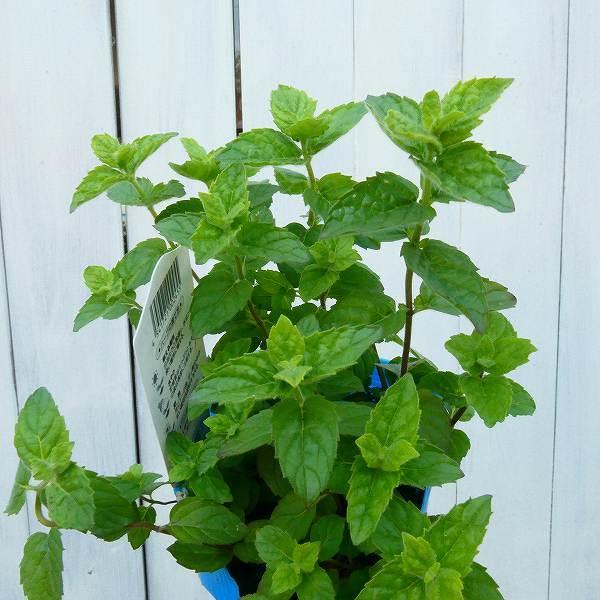 ミント 苗 検索ランキング注目度順 ミント 苗 総合