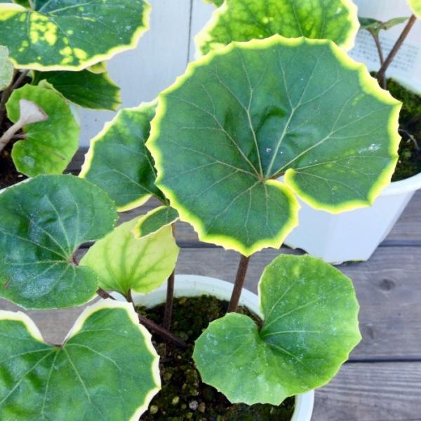 ツワブキ 金環 4号鉢 石蕗 斑入り 山野草 宿根草 和風庭園 : お花処 昌