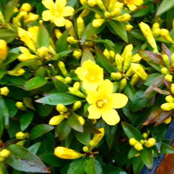 カロライナジャスミン 苗 3.5号ポット 黄花 ツル植物 花苗 常緑性 耐寒