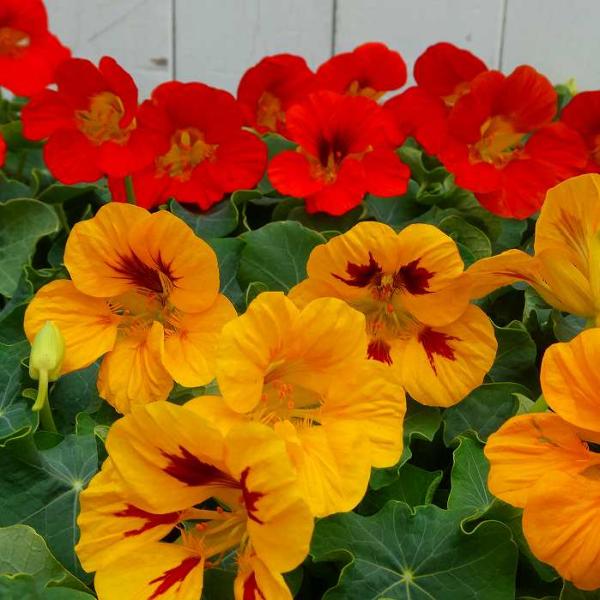 キンレンカ 黄色 クリーム色 ナスタチューム 3 5号 苗 秋まで咲く ハーブ 食べられる エディブルフラワー 2415 お花処 昌山園 通販 Yahoo ショッピング