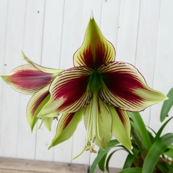 アマリリス パピリオ 原種 7号特大株 3月2日撮影 鉢植え 鉢花 山野草 現品3 0302 お花処 昌山園 通販 Yahoo ショッピング