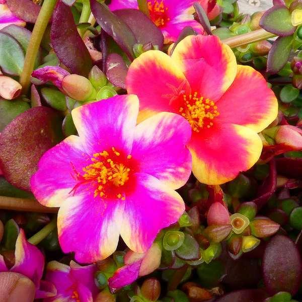苗 ポーチュラカ カンピーノ 2色寄せ植え 3 5号ポット 夏の花 秋まで咲く 0622 お花処 昌山園 通販 Yahoo ショッピング